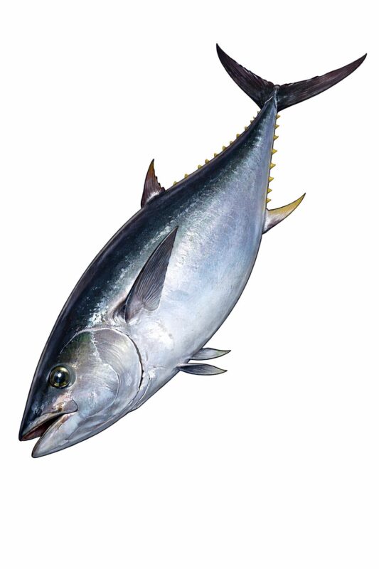 Selling Bluefin Tuna to Chefs