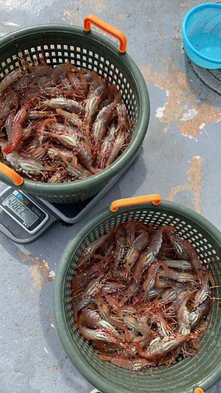 How to Talk to Your Fishmonger (or Server): A Guide to Asking the Right Questions