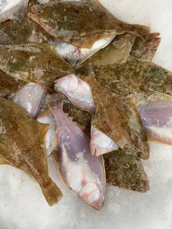 AB 1056: Understanding the Proposed Changes to California Gill Net Fishing Permits