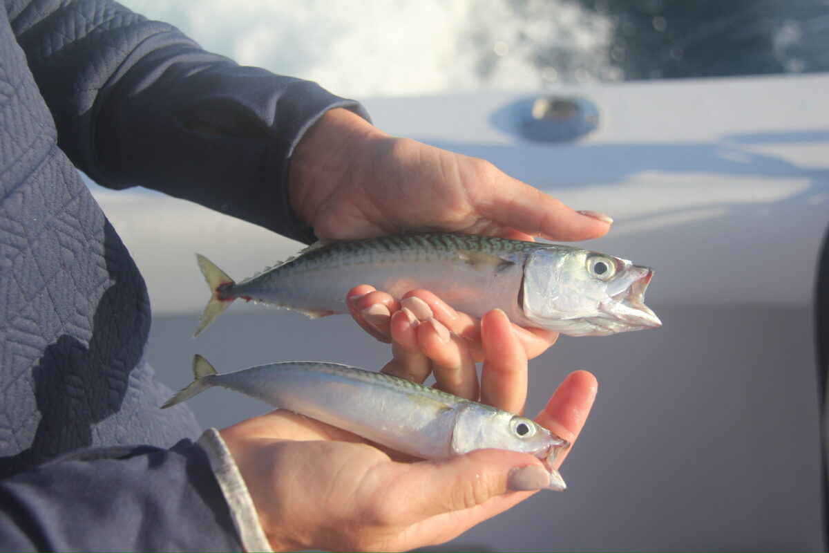 Where to Buy Local Seafood in San Diego