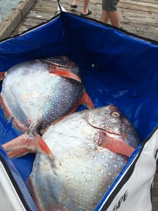 Why Domestic Seafood is the Most Sustainable Option