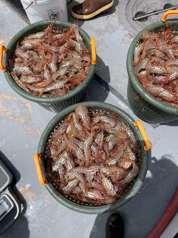 Fishermen’s Challenge: Market Disruptions & Instability