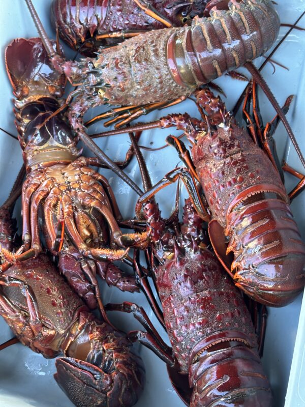 Fishermen’s Challenge: Inadequate Distribution & Marketing Channels