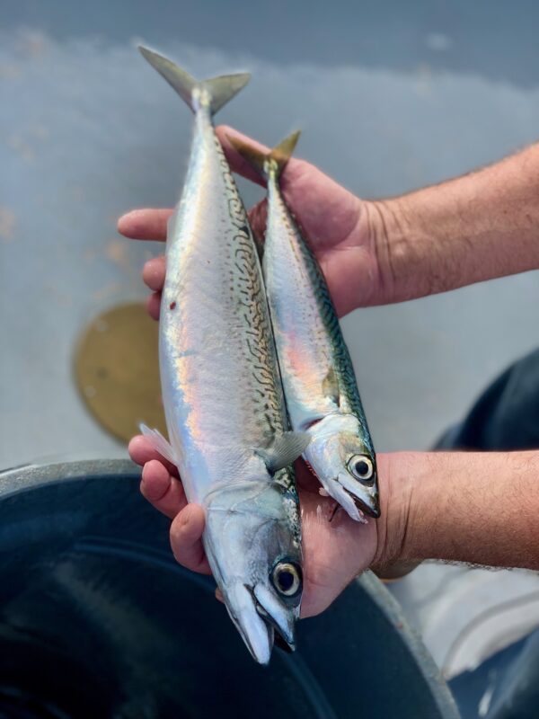 Fishermen’s Working Waterfront Workshop