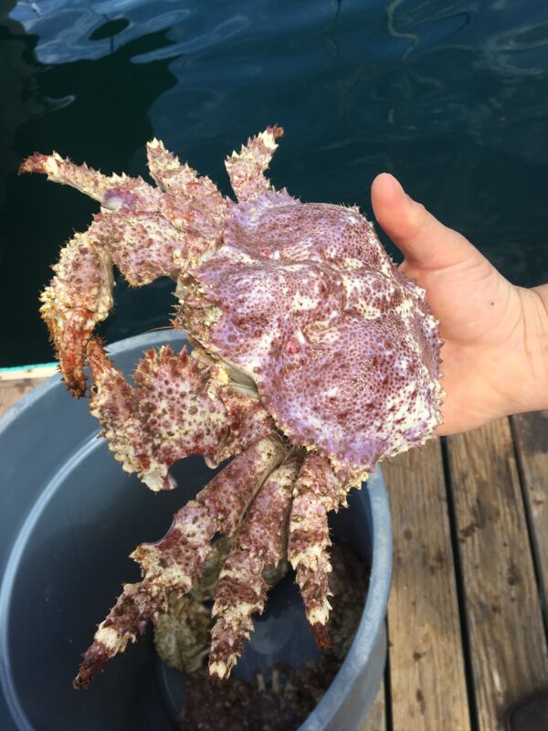 Exploring Underutilized Local Seafood: A Sustainable Solution for Our Oceans