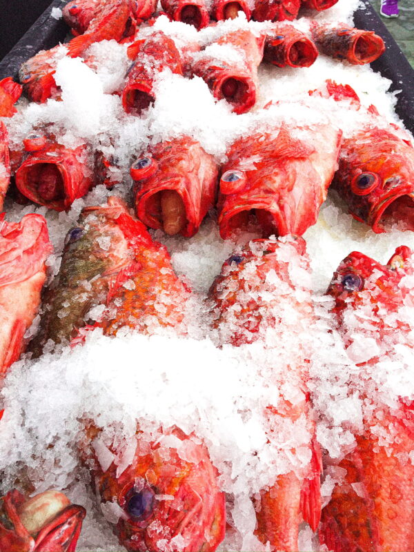 Understanding the Licenses Fishermen Need to Sell Fish in California