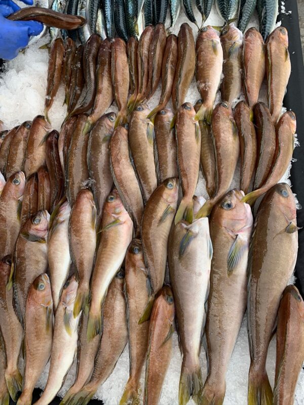 Navigating California’s Waters: A Fisherman’s Guide to Documented vs. State Registered Vessels