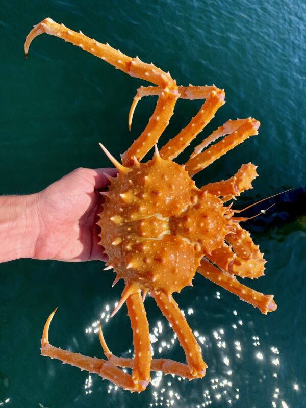 Why Eating Local Fish Is Climate Action